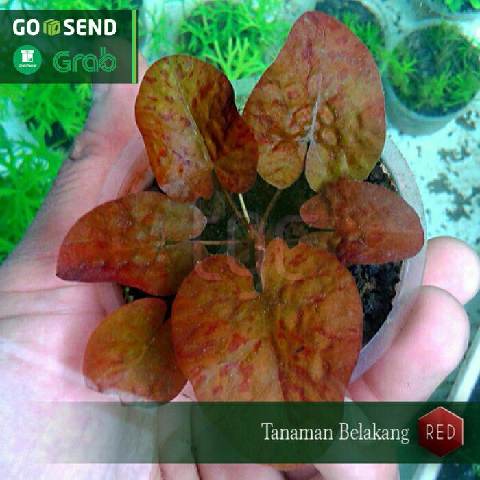 Tiger Lotus (Nymphaea Lotus)