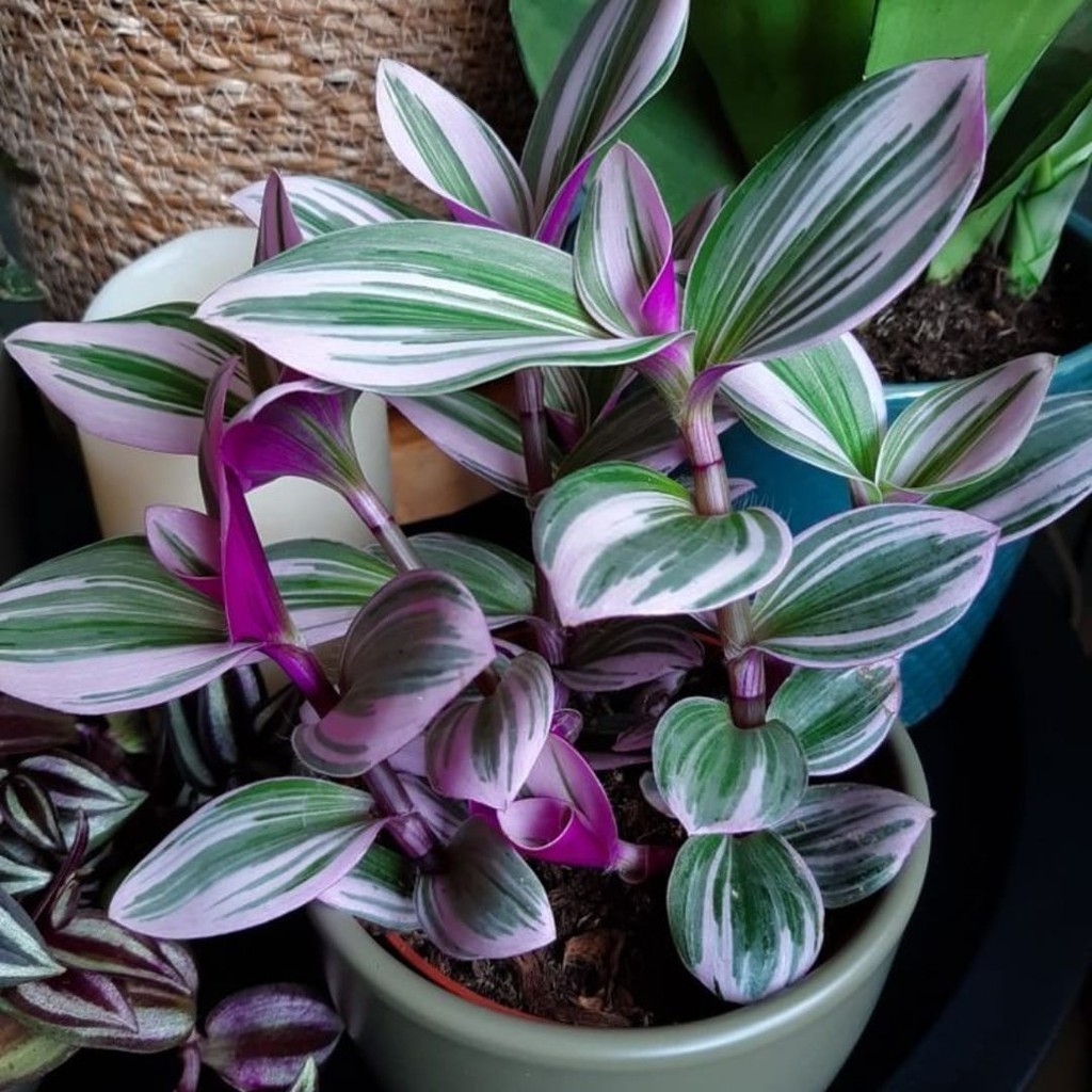 Tanaman Hias Tradescantia / Bunga Tradescantia