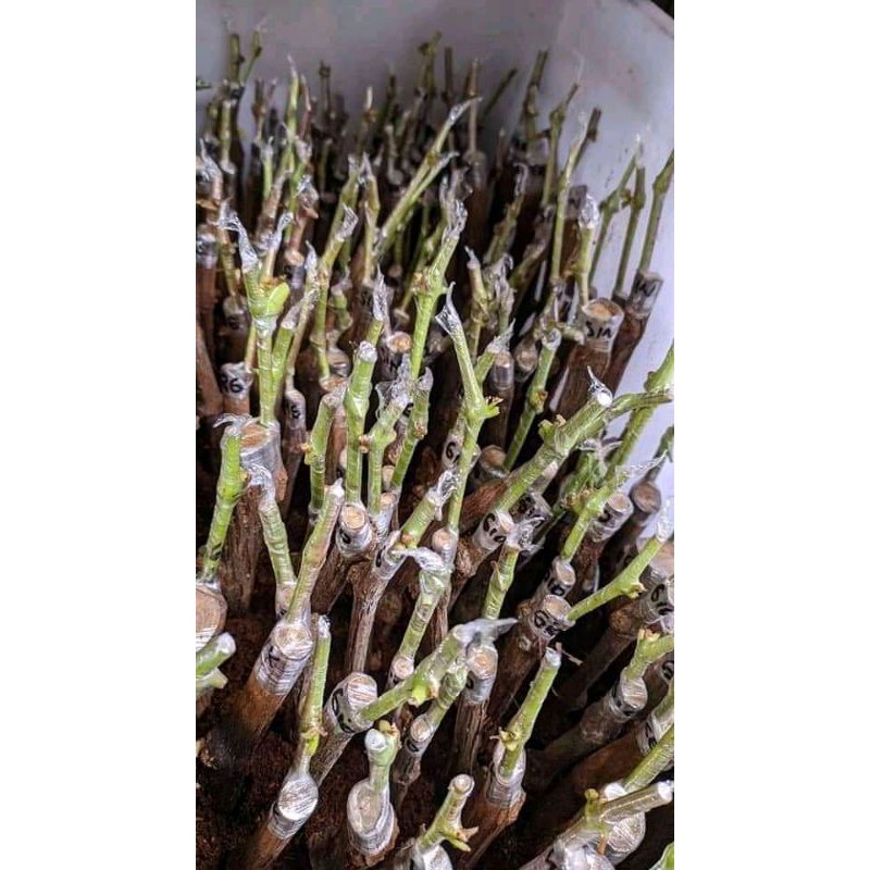 

cutting grafing anggur import