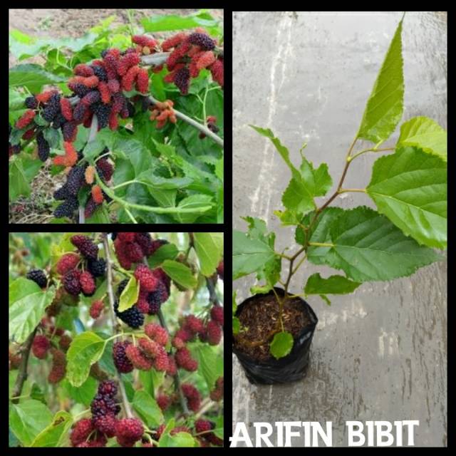 Bibit Murbei besaran