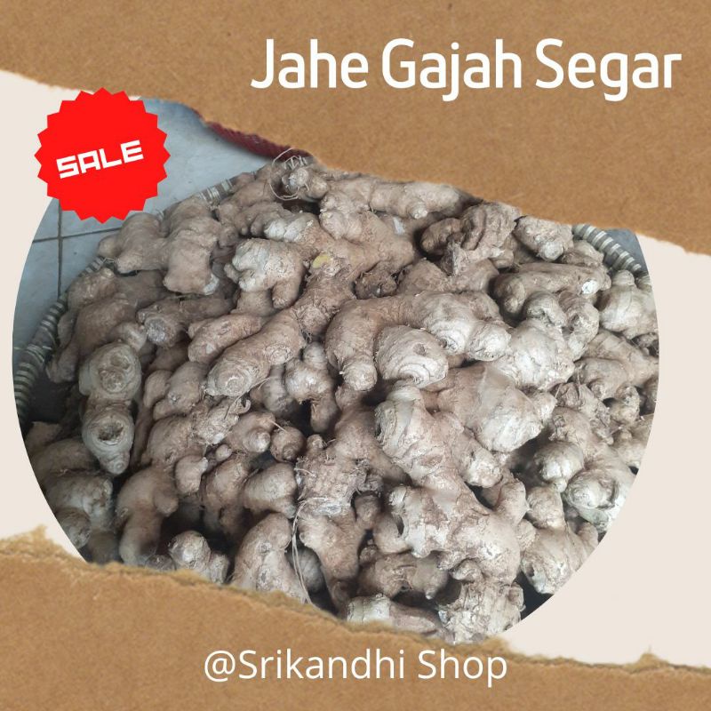 

JAHE GAJAH / JAHE PUTIH