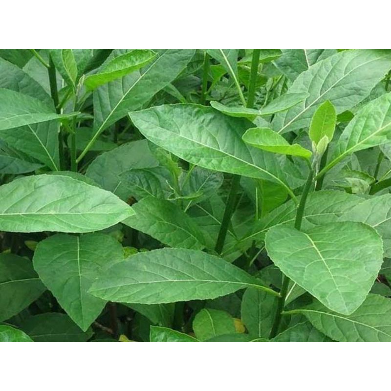 

Daun afrika segar 300gr