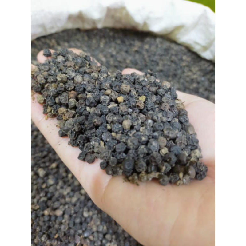 

Biji Lada Hitam 250G Grade A Dijamin Super Pedas