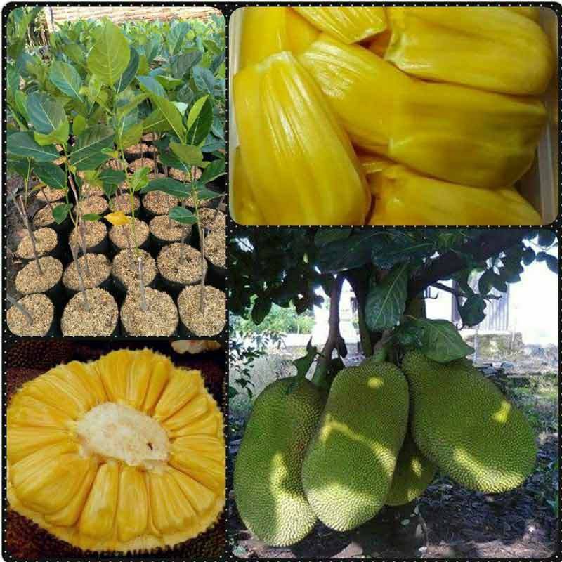 bibit pohon nangka -bibit tanaman nangka