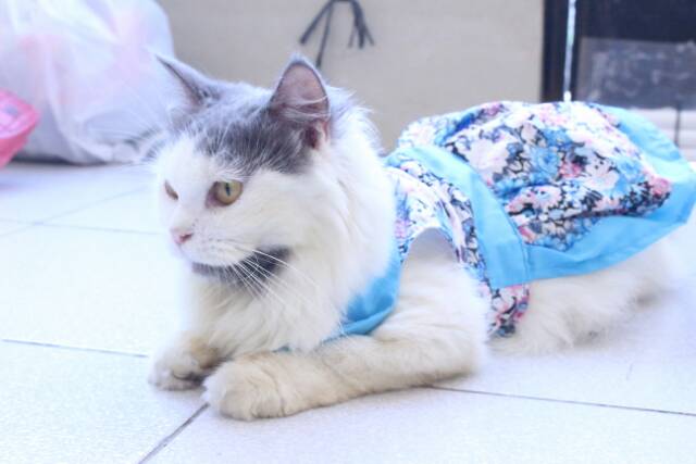 Dress half kimono untuk kucing dan anjing / baju kucing lucu / dress kucing size S M L XL