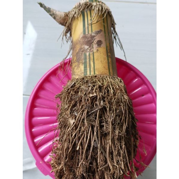 Bibit bambu kuning kuning bonggol sumper