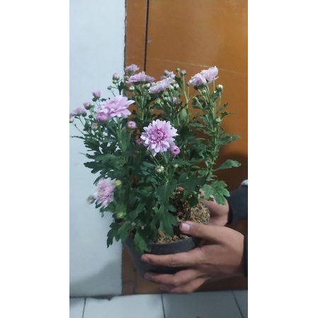 1 POT BUJGA KRISAN SERUNI ASTER RIMBUN BONUS POT