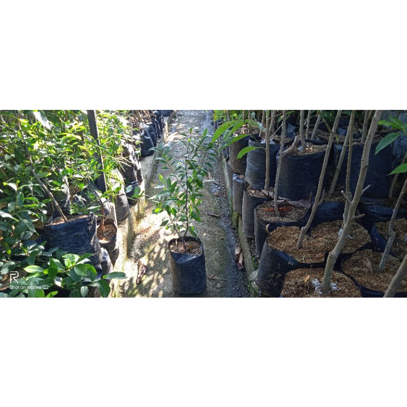 bibit tanaman hias cempaka mulya ungu