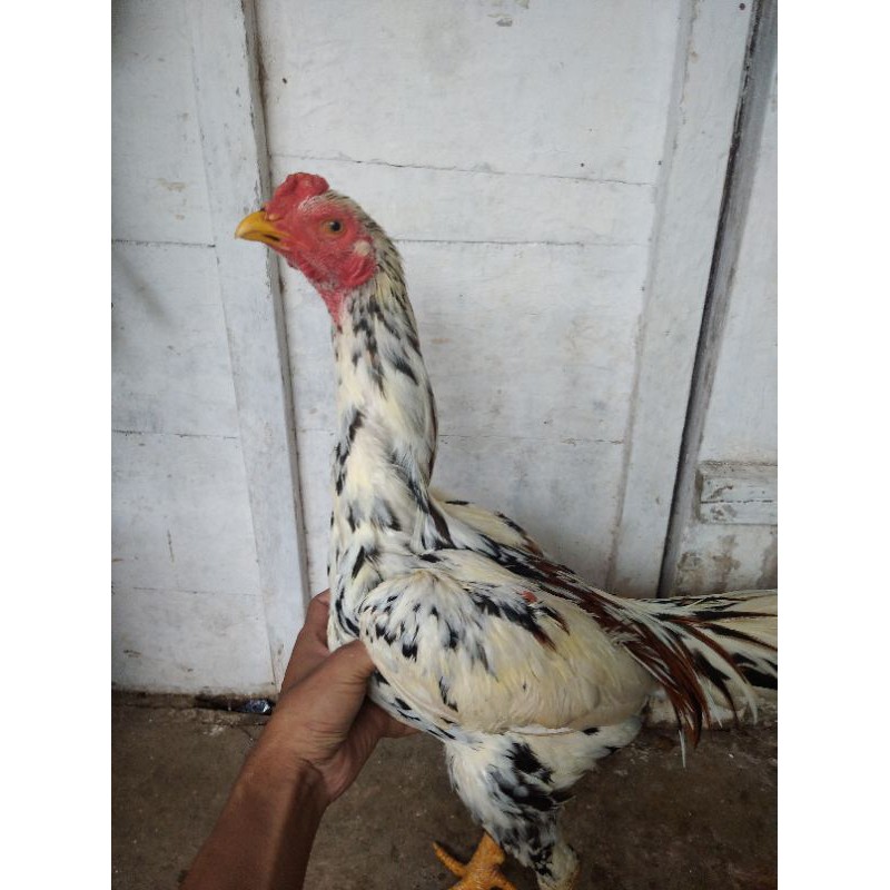 anakan ayam shamongon ekor lidi