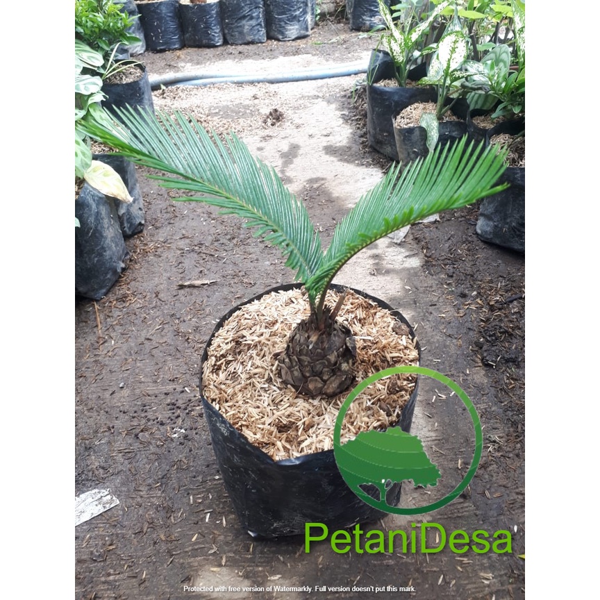 Jual Tanaman Hias Pohon Palem Sikas Pohon Mawar Jambe Indonesia