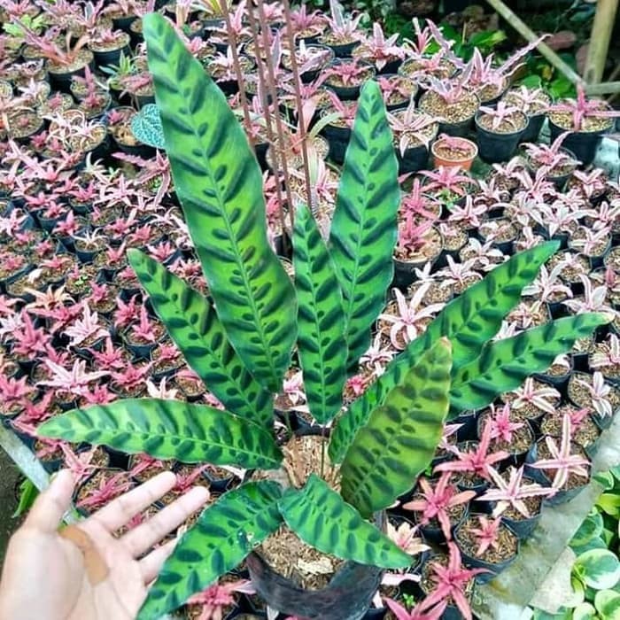tanaman hias calathea bulu ayam - meranta bulu ayam TERLARIS