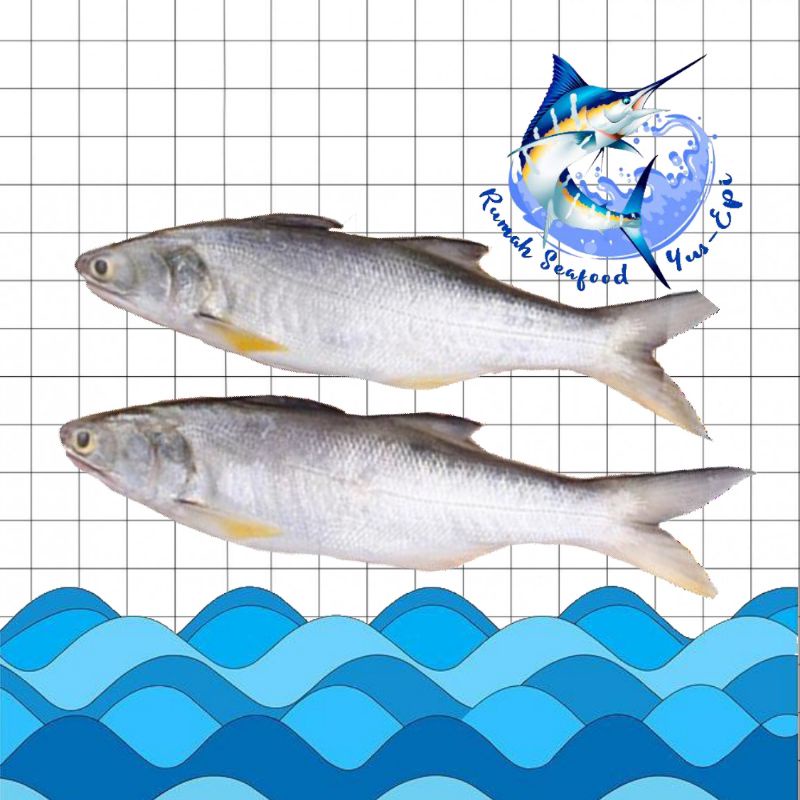 

Ikan Kuro / Ikan Senangin - rumahseafoodyusepi