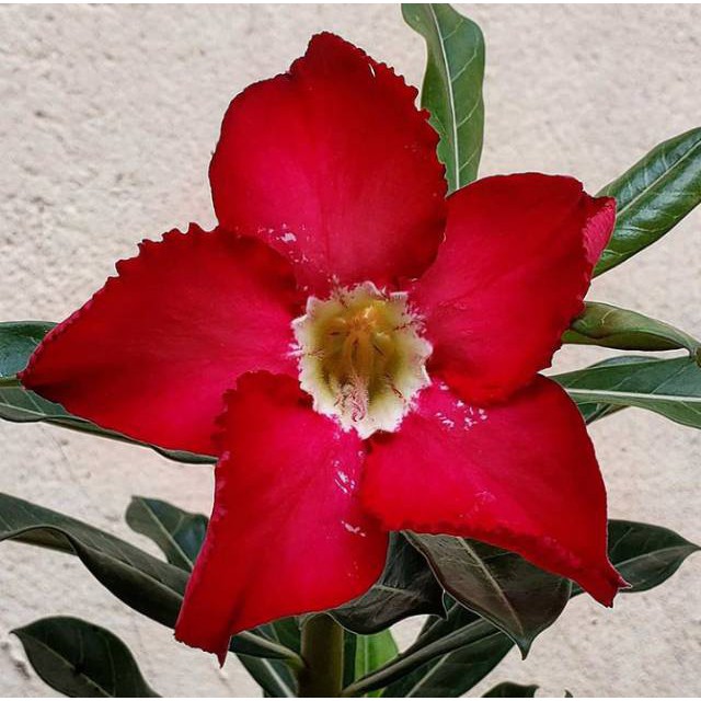 tanaman adenium bunga merah bonggol besar bahan bonsai kamboja jepang