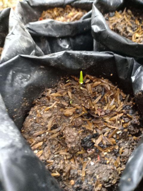 Biji Cabe king Of The North Pepper Seeds