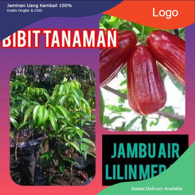 Bibit jambu air lilin merah okulasi
