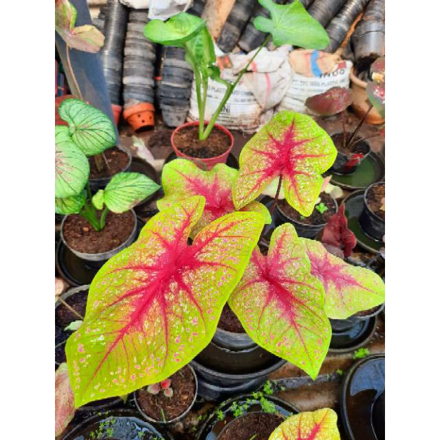 Tanaman Hias Caladium Keladi Hias Tears Of The Sun Caladium Srirejeki Shopee Indonesia