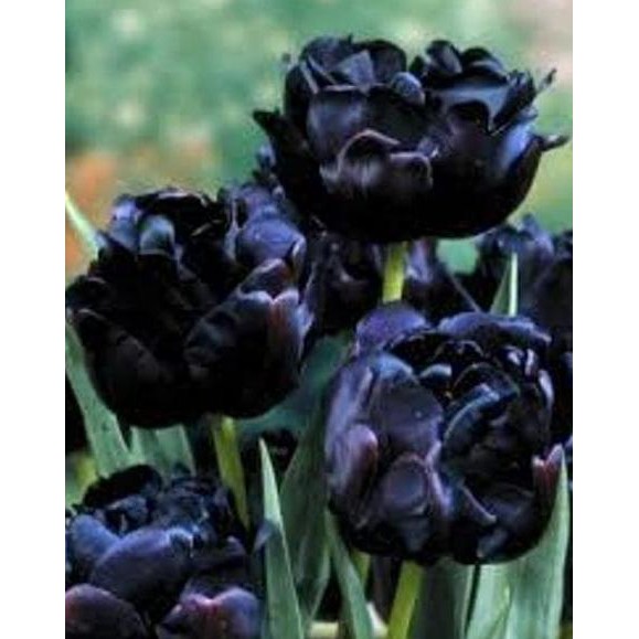 Murah Benih / Bibit / Biji Bunga Black Peony Import