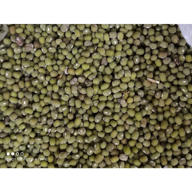 

Biji kacang Ijo