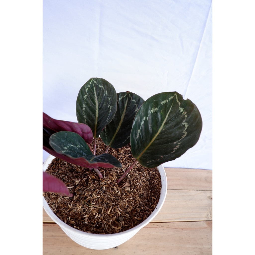 Calathea Green Lipstick - Tanaman Daun