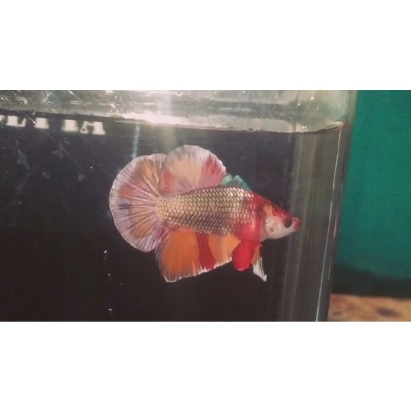 cupang Nemo Cooper gold