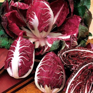 Benih Bibit Biji - Radicchio Rouge de Verona (Cichorium intybus) Seeds - IMPORT