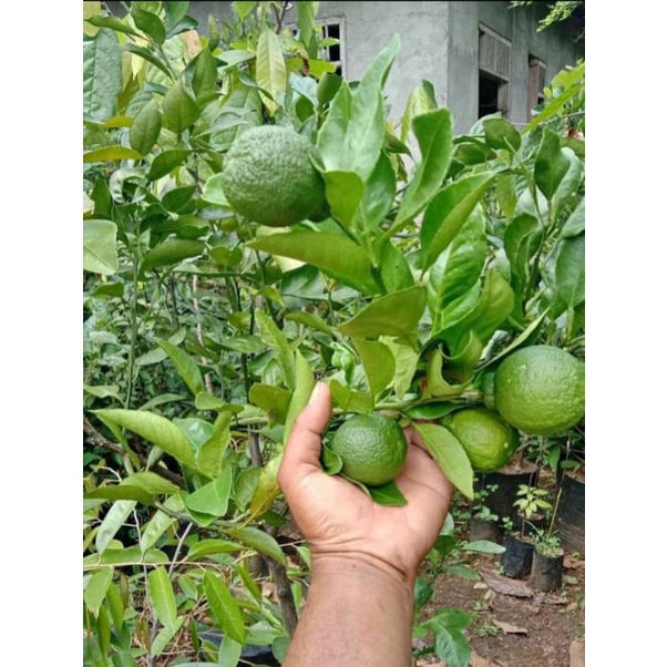 bibit jeruk dekopon/bibit jeruk asal Jepang..