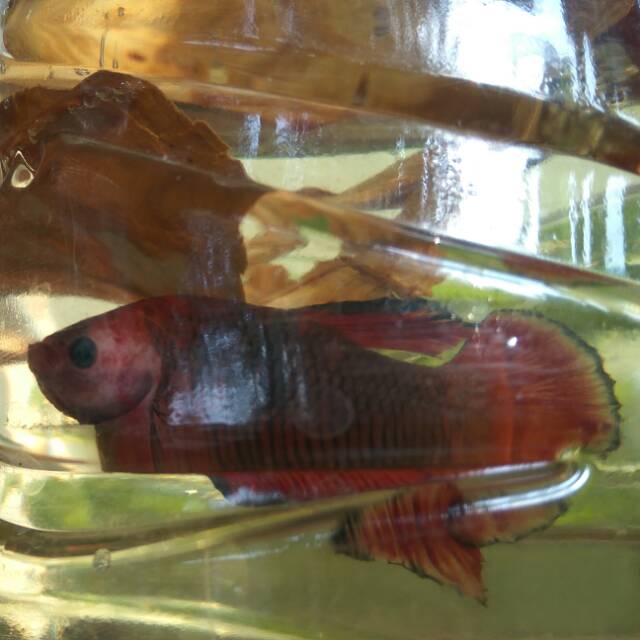 Cupang WS dan HELLBOY