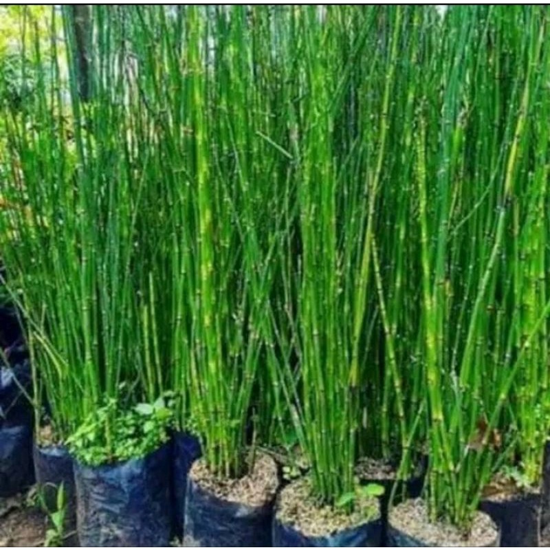 Tanaman Hias Bambu Air - Bambo air - Bambu Aer Hidup Tanaman Hidup-,Bunga Hidup Murah Bunga Hiasan r