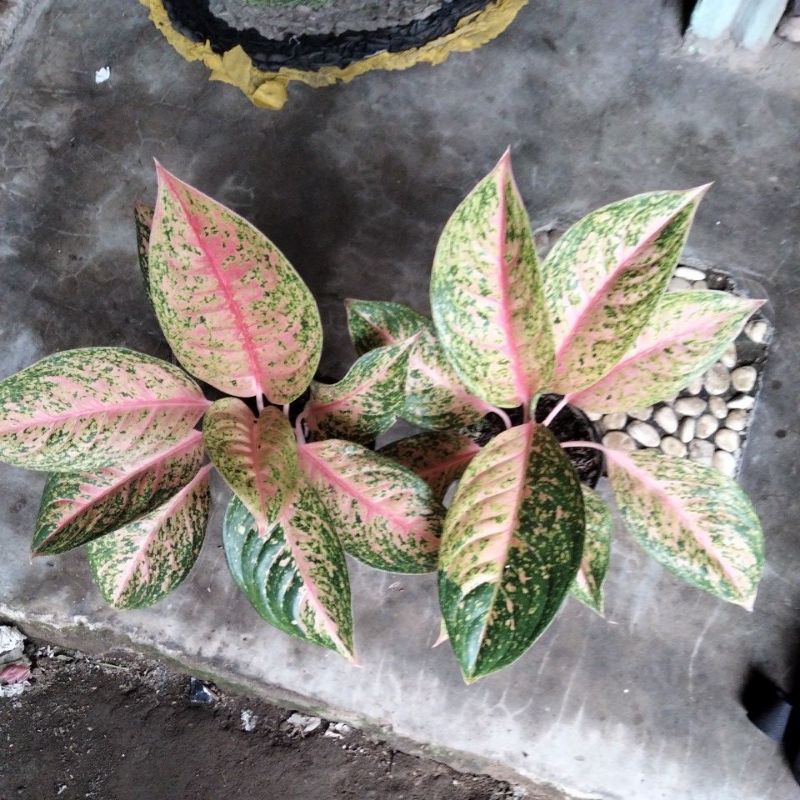 aglonema pink lady/grace pink jumbo