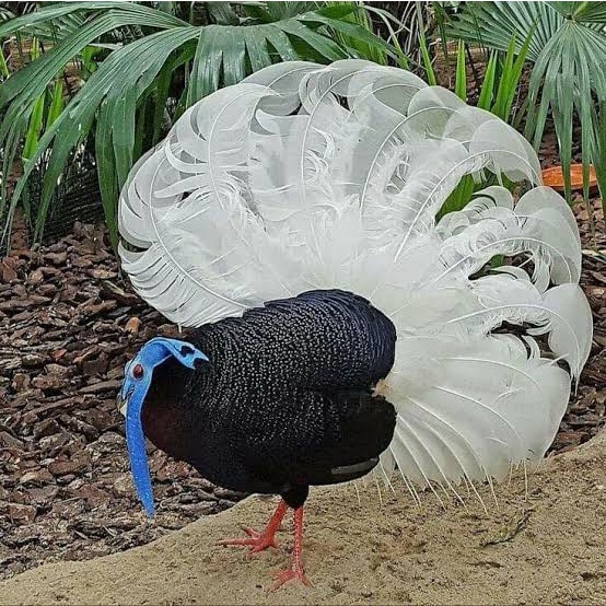 

TELUR AYAM HIAS SEMPIDAN FERTIL ASLI UNTUK DITETASKAN