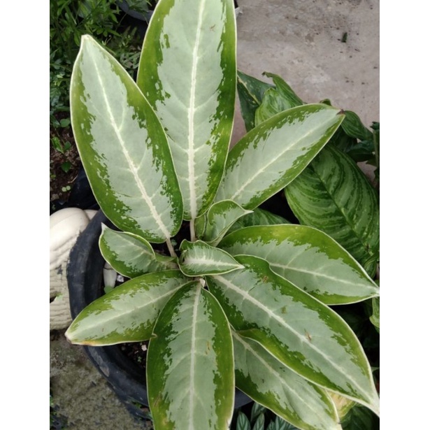 Tanaman hias Aglonema jubil / srirejeki tanaman hias / aglonema jubil
