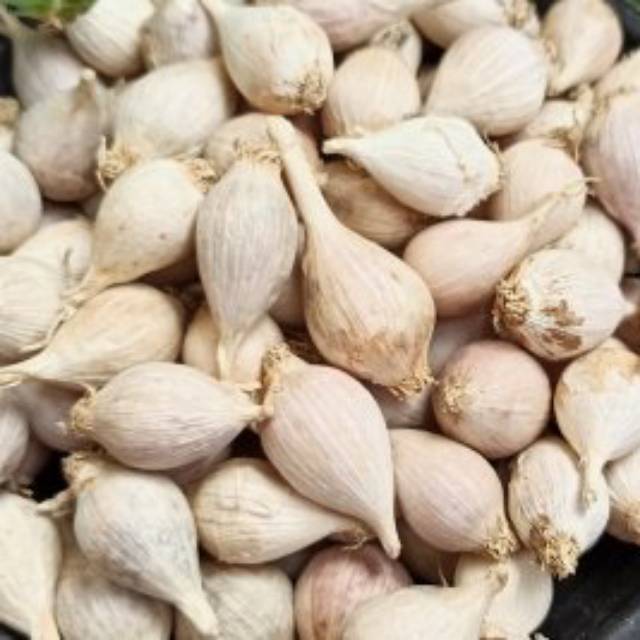 

Bawang Putih Tunggal / Lanang LOKAL 1 KG/ 1000 gr