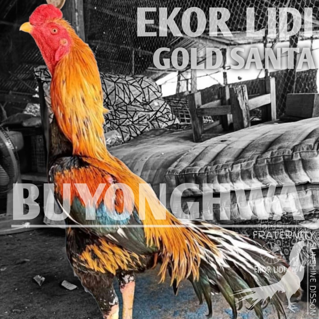ayam bangkok ekor lidi buyonghwa asli telur eram siap kirim
