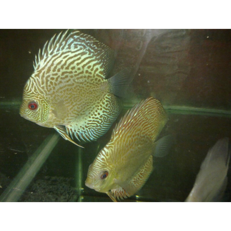 ikan discus leopard snek skin ukuran 2in