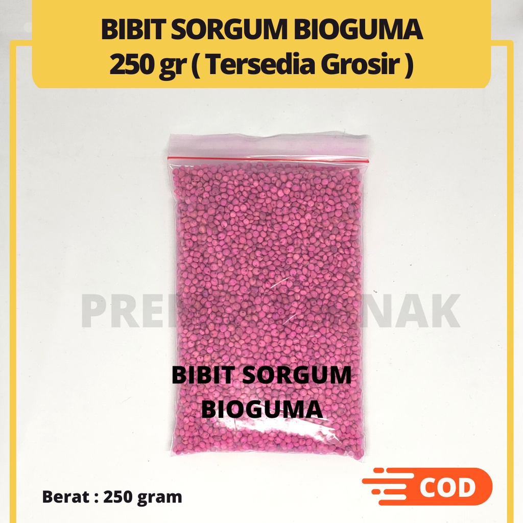 BIBIT SORGUM BIOGUMA TIPE 2 - Benih Sorgum Bioguma - Varian 500gr &amp; 250gr Sorghum Cantel hijauan pakan ternak