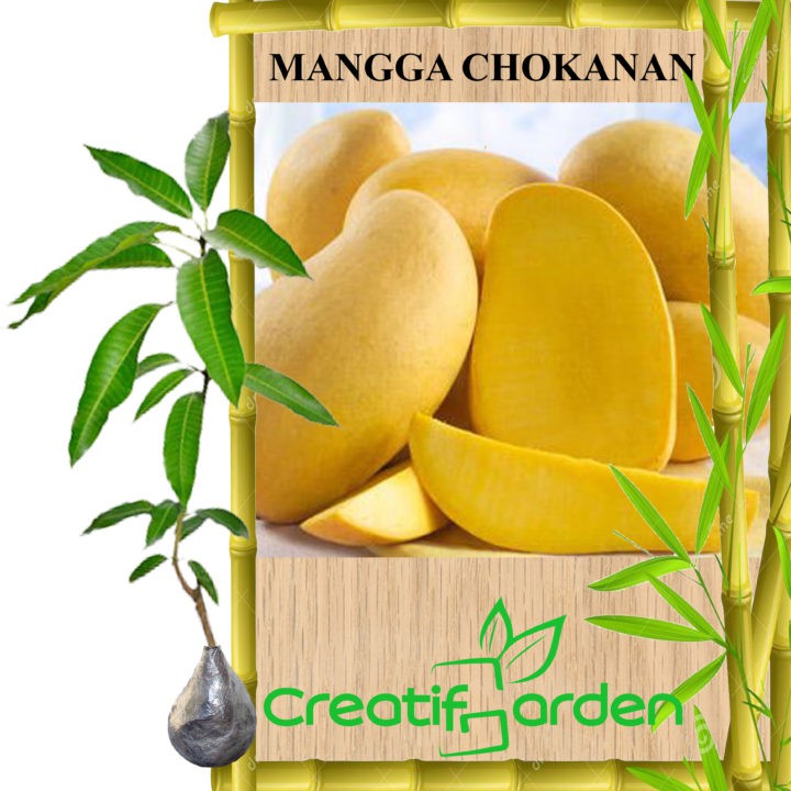 

MANGGA CHOKANAN