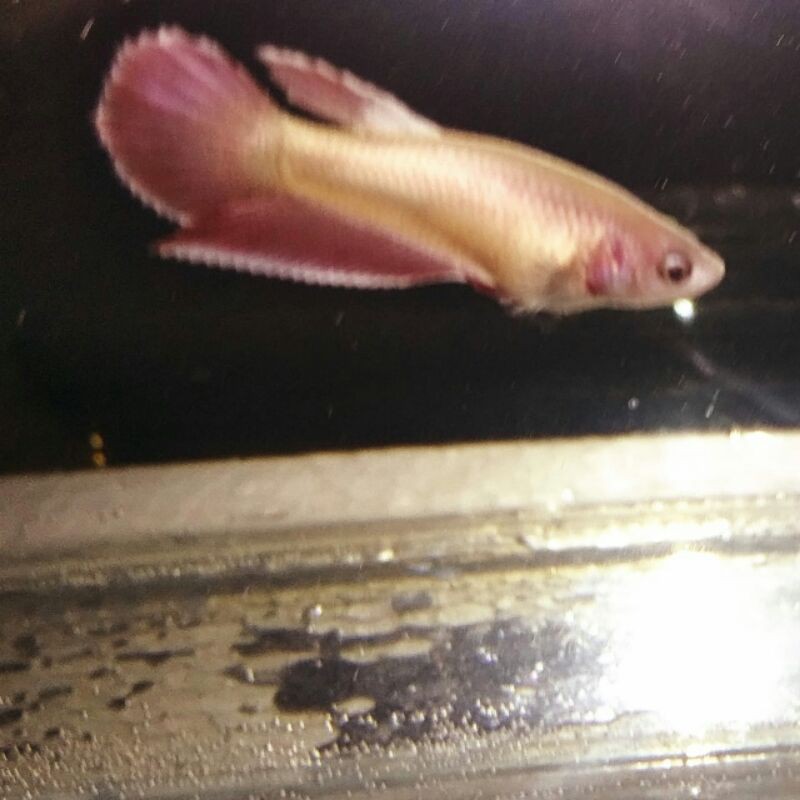 PROMO READY STOK BIBIT CUPANG FEMALE HALFMOON ROSE GOLD 24 KARAT