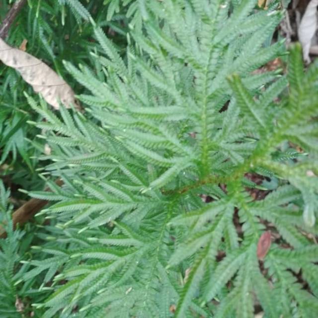 

Daun cakar ayam segar 100g