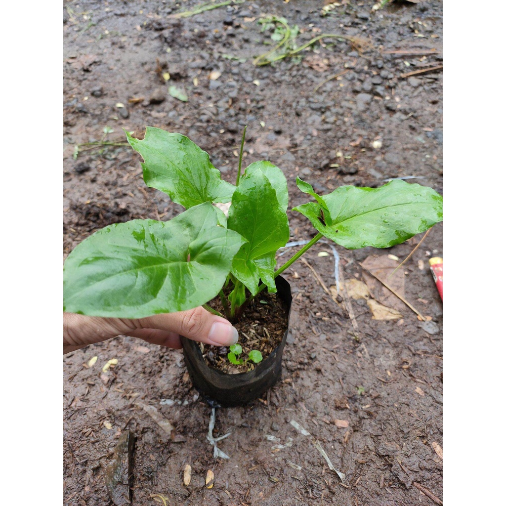Tanaman Keladi Tikus Bibit Keladi Tikus Pohon Daun Herbal