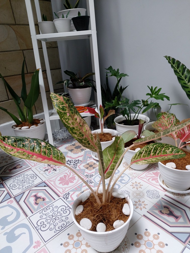 Tanaman Hias Aglonema Donacarmen