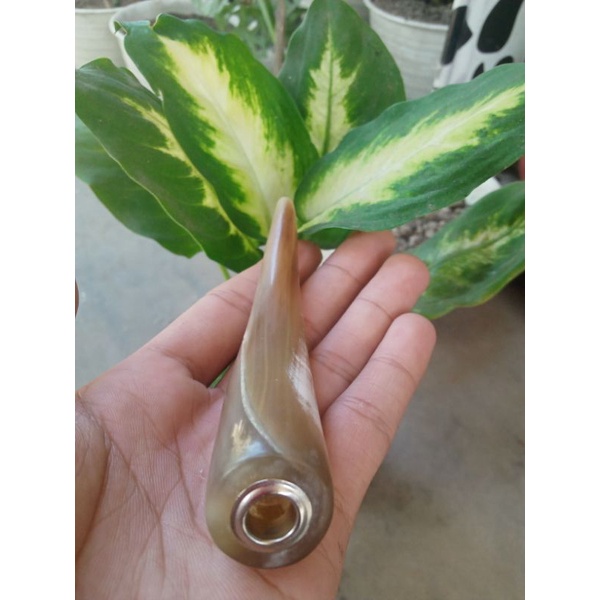 pipa tanduk kerbau bule