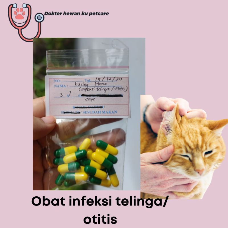 OBAT INFEKSI TELINGA KUCING/ OTITIS