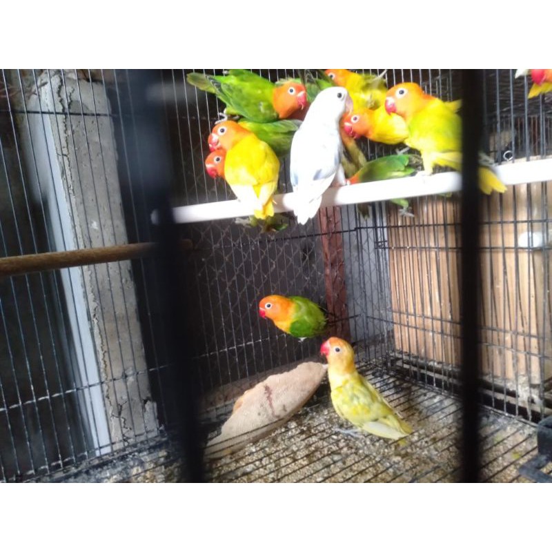 Lovebird Biola / Lb / Lovbird Bio / Lakbet