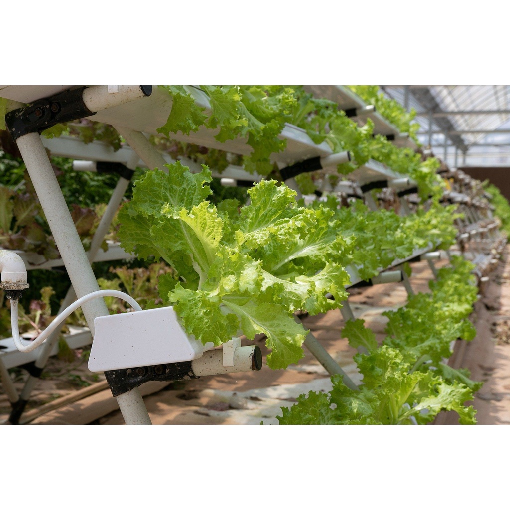BENIH BIJI BIBIT UNGGUL SAYURAN SELADA HIJAU KERITING REPACK GRAND RAPIDS CAP PANAH MERAH Murah Bibit Tanaman untuk Urban Farming Hidroponik dan Tanah Pekarangan Rumah dan Taman-3