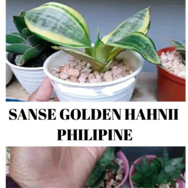 Sansivera Golden Hahnii Philipine