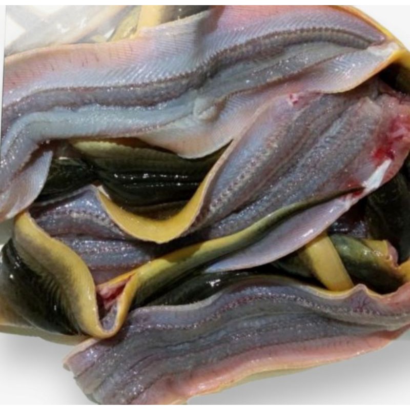 

belut filet tanpa tulang fresh (500 gram)
