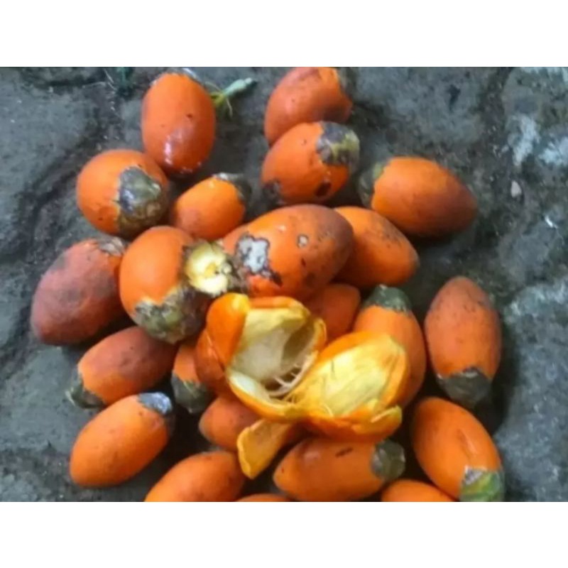 

Buah Pinang Tua Jambe Tua Matang 1kg