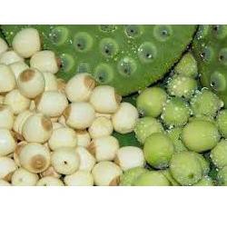 

3.3 STOK READY Biji Teratai / Lotus Seed / Lien Zi 100 gr