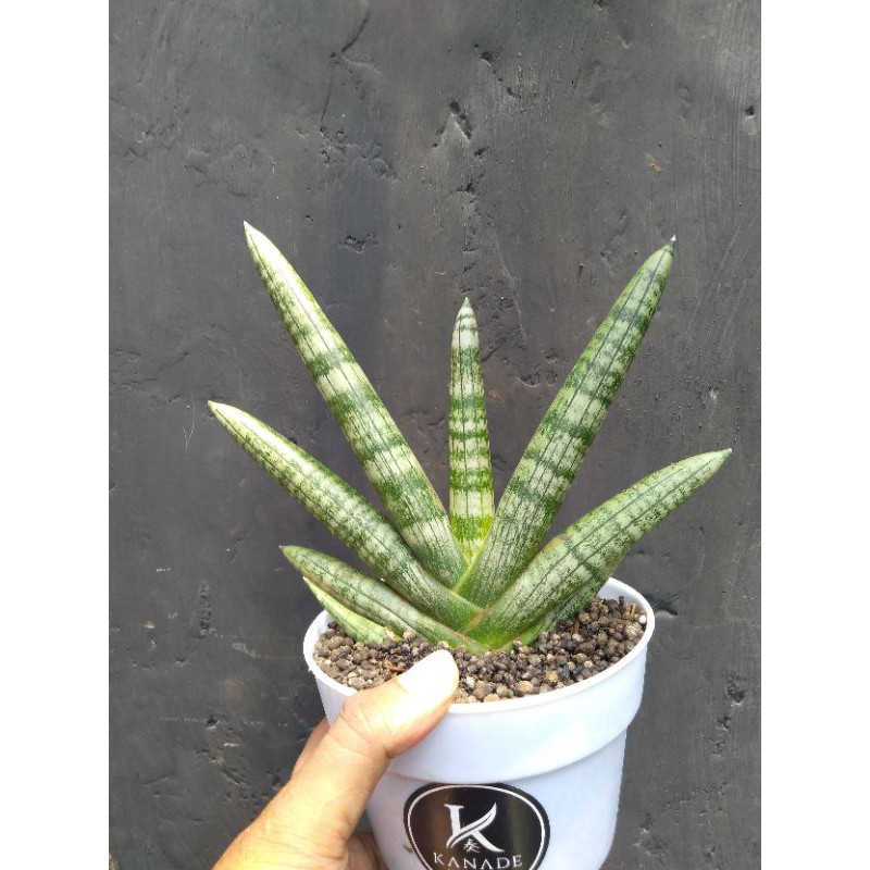 sansevieria boncel