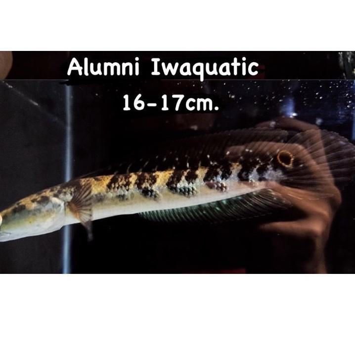 LANGSUNG ATC.. YS 13-20cm (BAR SIMET)